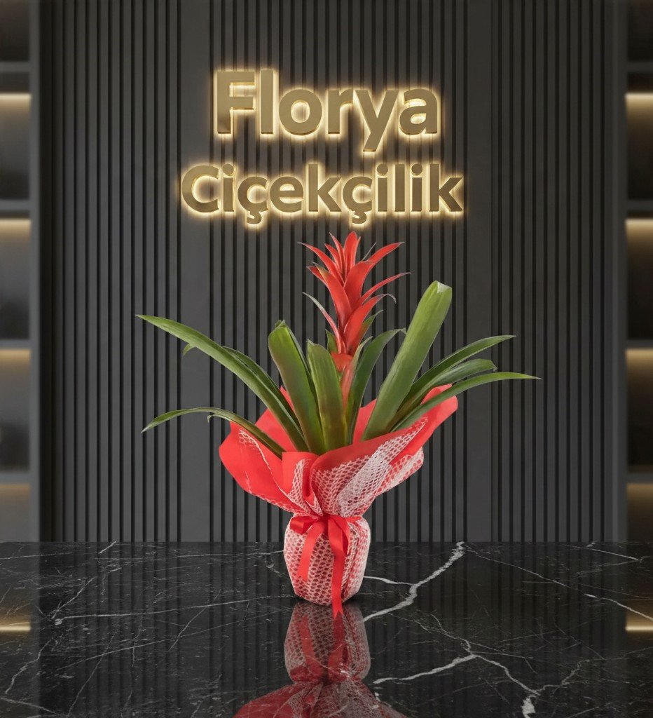 Egzotik Kırmızı Guzmanya Canlı Saksı Çiçeği İthal