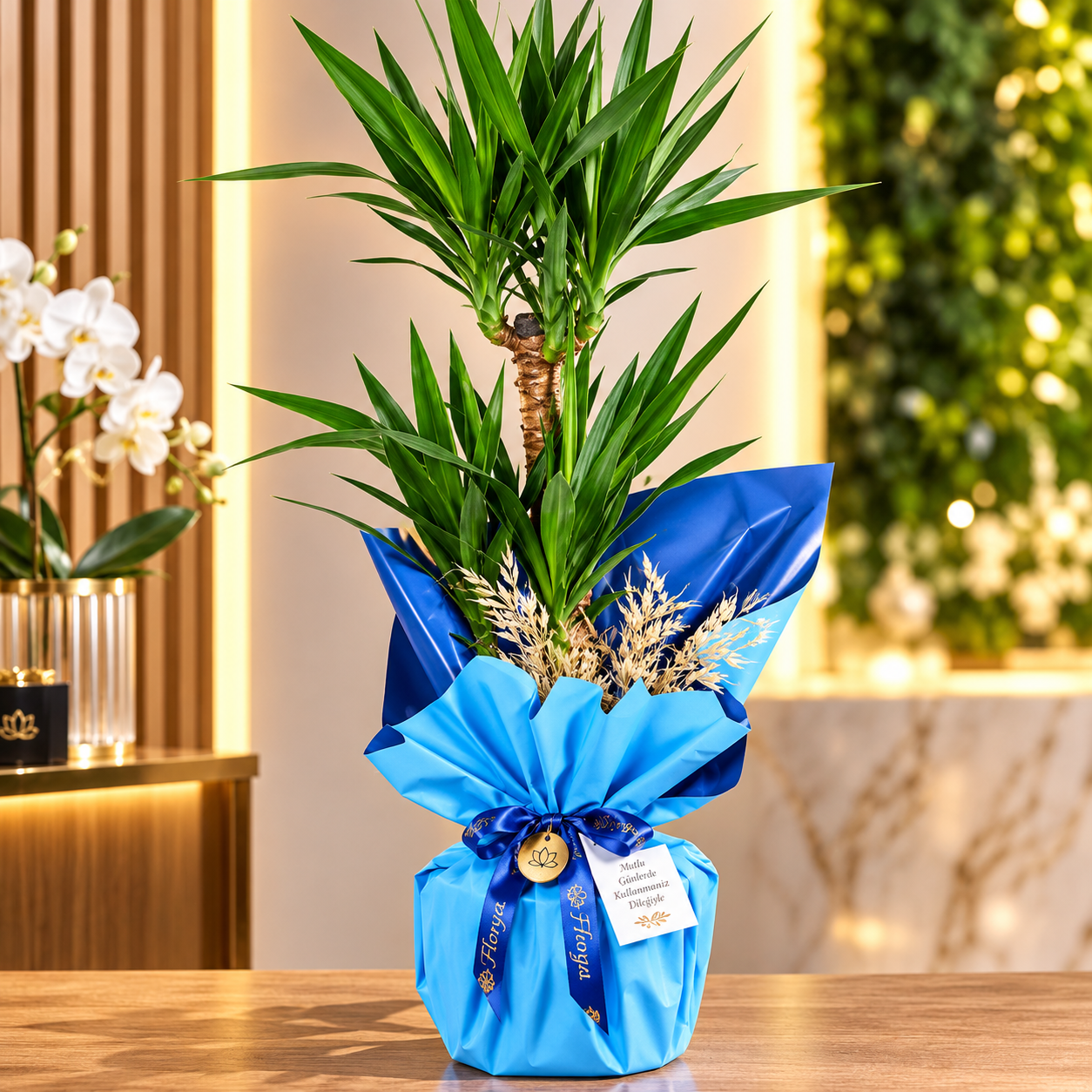 Mavi Şıklığında İkili Yuka (Yucca) Saksı Bitkisi