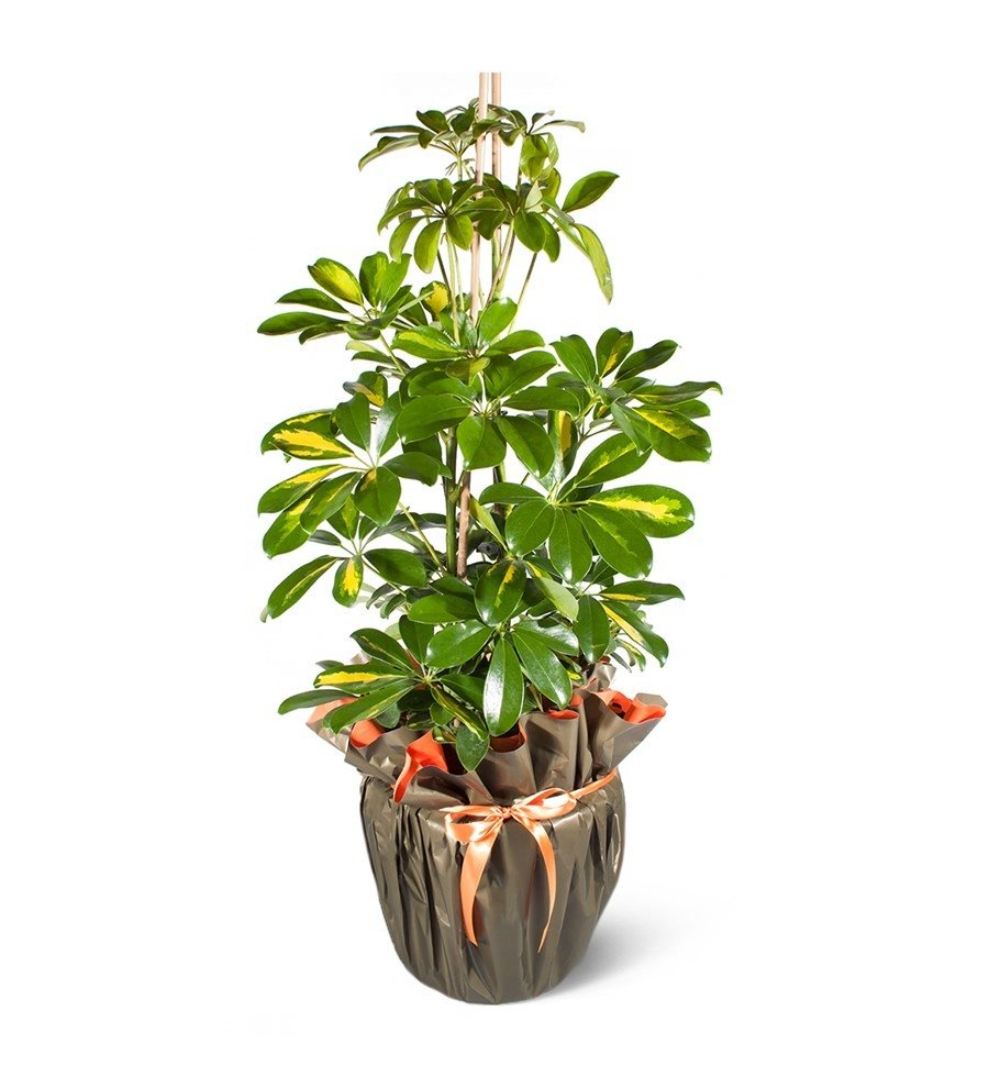 Alacalı Schefflera Şemsiye Ağacı - Şık Sunumlu Saksı Çiçeği